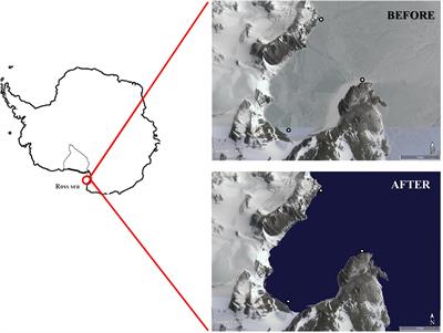 Seasonal Food Web Dynamics in the Antarctic Benthos of Tethys Bay (Ross Sea): Implications for Biodiversity Persistence Under Different Seasonal Sea-Ice Coverage